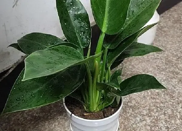 植物移栽|万年青怎么分株方法