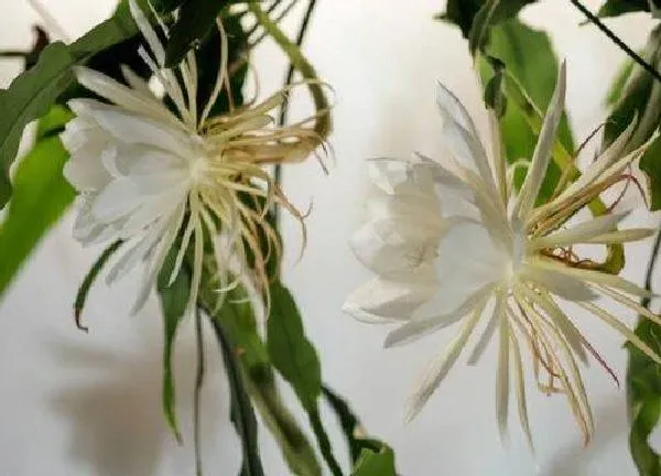 养殖科普|昙花喜光吗
