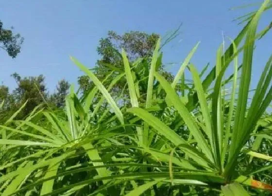 植物排行|棕榈科植物有哪些