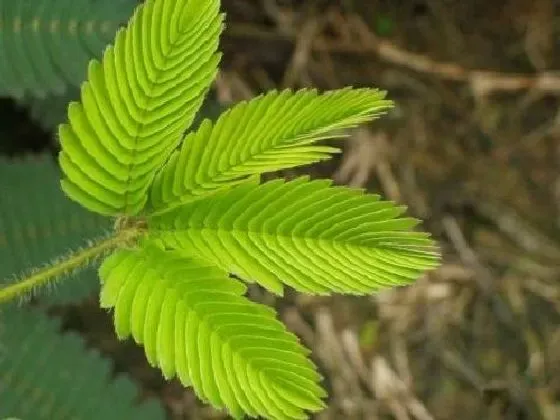 叶子|含羞草的叶子像什么形状 样子和特点