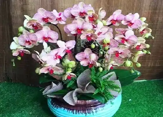 植物种类|蝴蝶兰品种名称及图片 各种颜色蝴蝶兰大全