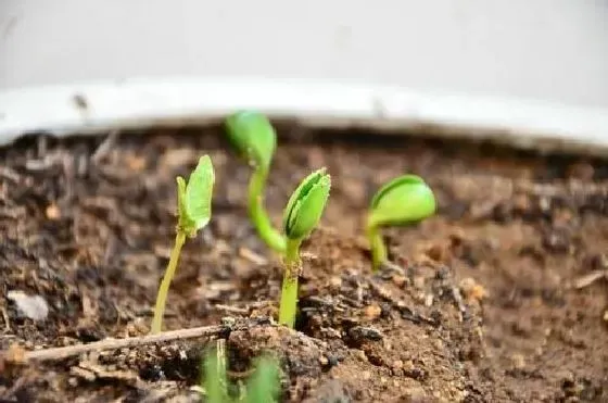 植物育苗|黄豆几天出苗 播种后多长时间出苗