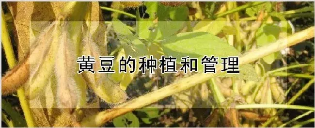 黄豆的种植和管理 | 农业技术