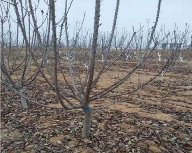 植物修剪|樱桃树冬季剪枝方法，红灯大樱桃修剪管理方法）