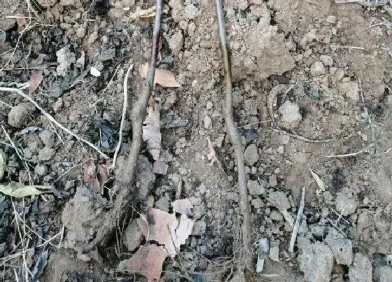 根部|苹果树根系发达吗