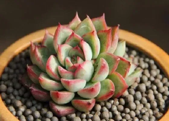 种植土壤|多肉植物适合什么土种植