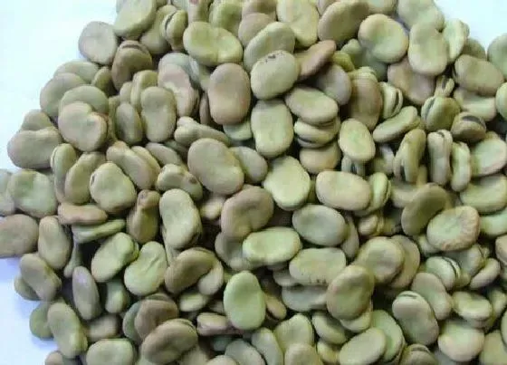 植物播种|蚕豆怎么留种子