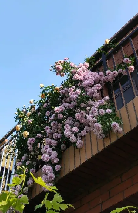 植物百科|藤本蓝色阴雨月季的优缺点（阳台养蓝色阴雨一年四季开花）