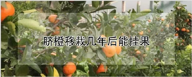 脐橙移栽几年后能挂果 | 种植技术