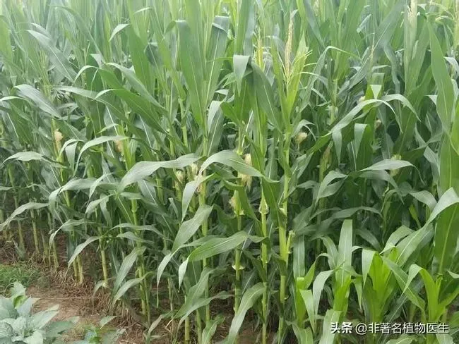 种植管理|下雨对玉米授粉有影响吗，授粉期连续降雨影响产量吗）