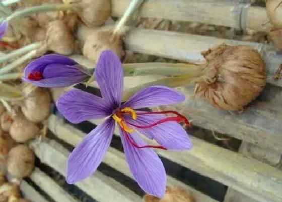 种球|番红花种球保存方法与种植时间