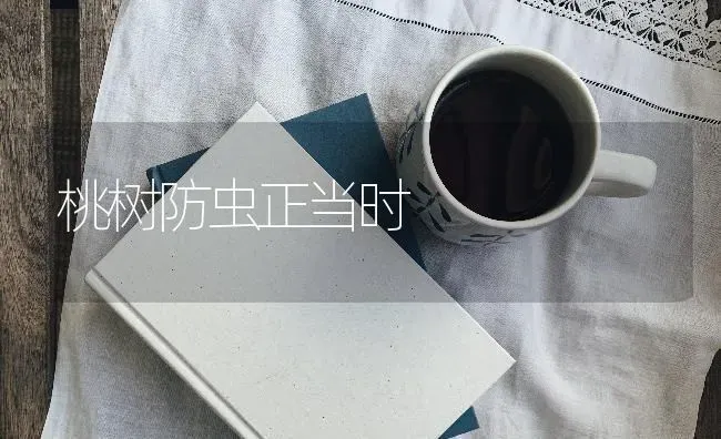 桃树防虫正当时 | 瓜果种植