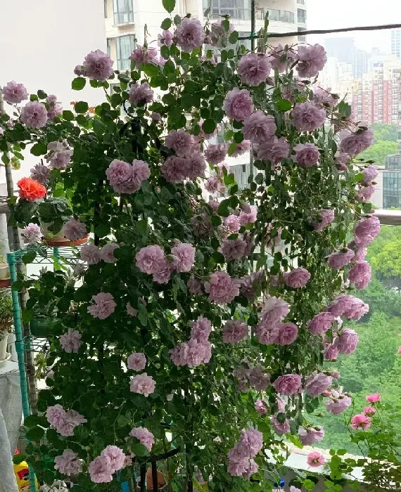 植物百科|藤本蓝色阴雨月季的优缺点（阳台养蓝色阴雨一年四季开花）