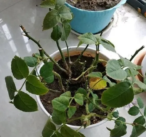 植物浇水|月季水大闷根的表现（月季花水多烂根闷根处理方法）