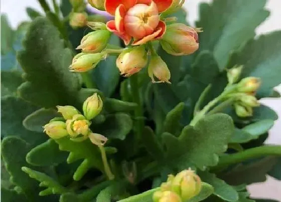 植物百科|长寿花是多年生吗