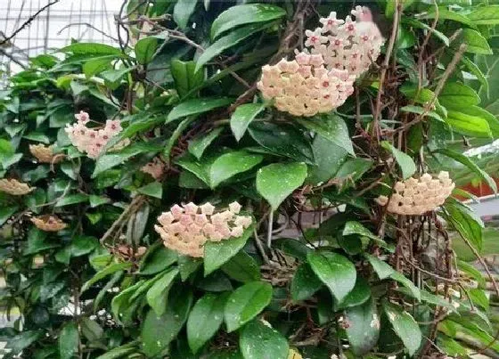 植物百科|阴生的花卉有哪些