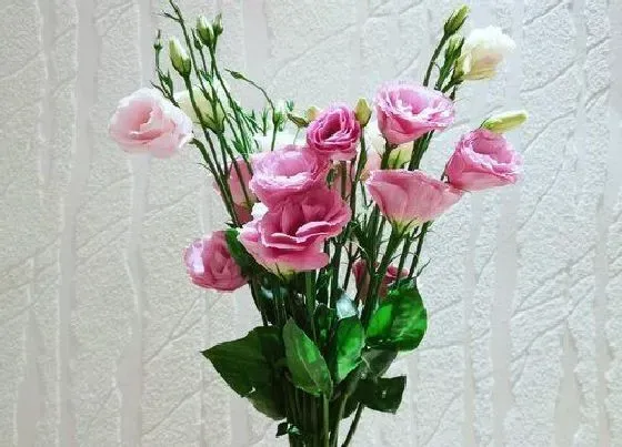 鲜花|桔梗花怎么醒花