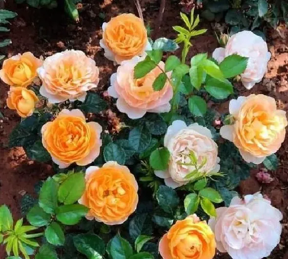 植物浇水|月季水大闷根的表现（月季花水多烂根闷根处理方法）