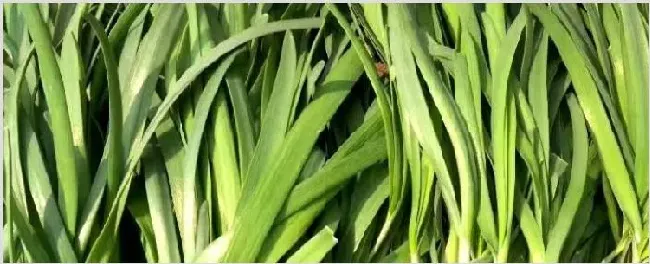 韭菜夏天可以种吗 | 养殖技术