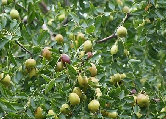 植物施肥|枣树用什么肥料又大又甜 枣树苗上什么肥长得快结果多