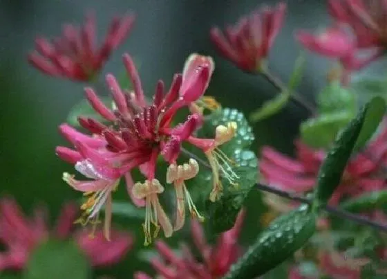 冬天植物|金银花树冬天会冻死吗