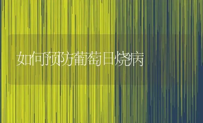 如何预防葡萄日烧病 | 瓜果种植