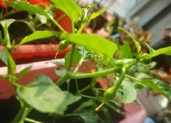 植物播种|青椒什么时候播种好