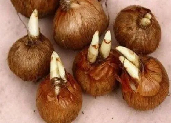 种球|番红花种球保存方法与种植时间
