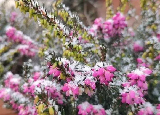花语|什么花的花语是孤独迷茫
