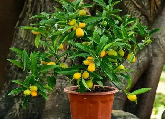 摆放常识|春节期间家里放什么花比较好（过年家里摆放什么花寓意好）