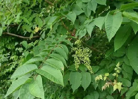 植物种类|漆树是什么树 生长在什么地方