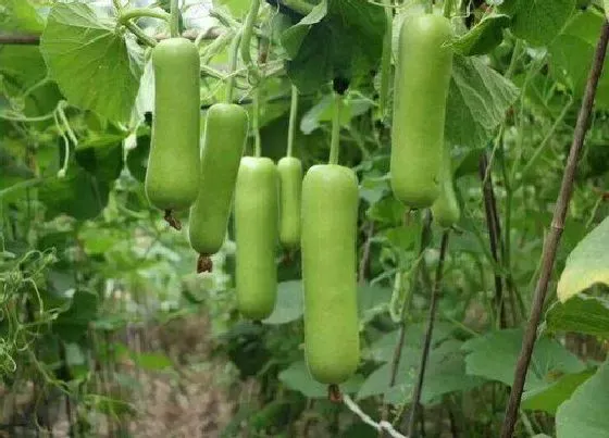 不开花|瓠瓜不开花怎么回事 不开花的原因及处理方法