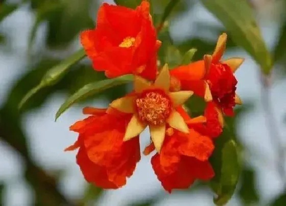 花卉百科|西安的市花是什么花