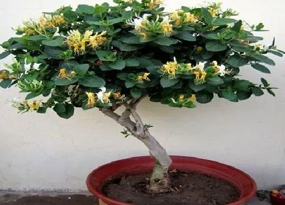 植物百科|金银花属于什么植物类型