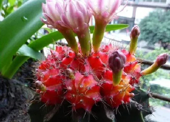 花期|仙人掌多久开花一次