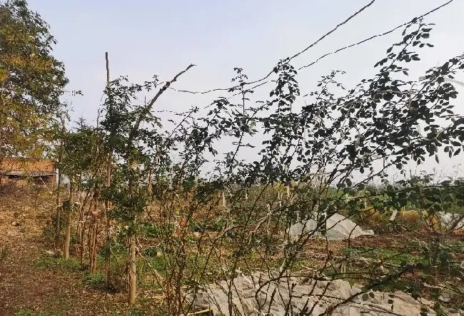 植物百科|龙沙宝石月季优缺点（龙沙宝石是藤本还是灌木月季图片）