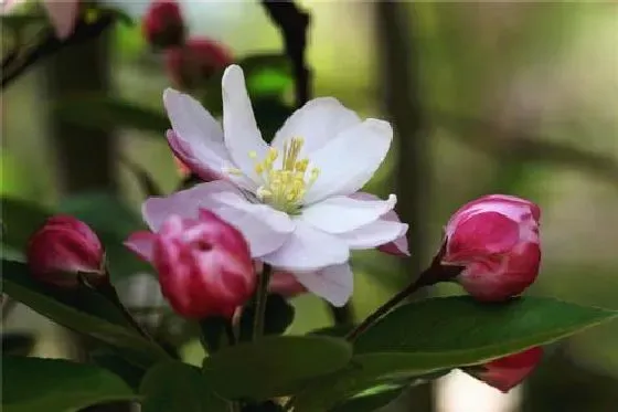 开花时间|苹果花什么季节开花 开花月份