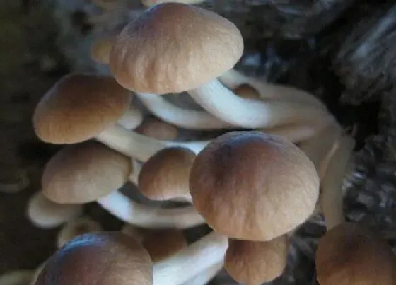 植物百科|茶树菇生长在什么地方