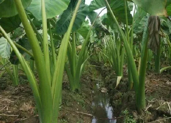 种植方法|水芋头种植时间和方法 栽培技术及管理