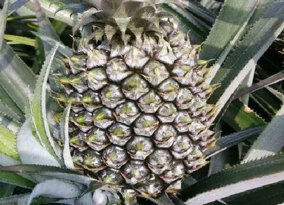 植物百科|菠萝生长在什么地方