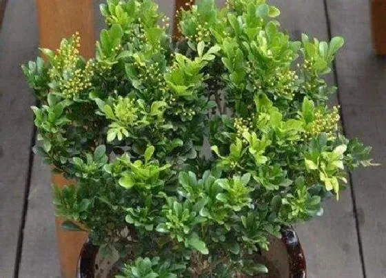 叶子发黄|米兰黄叶怎么处理 米兰花叶子黄了怎么拯救