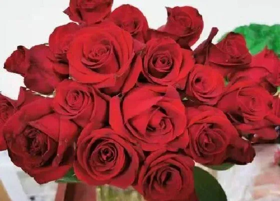 花语|12朵红玫瑰代表什么花语