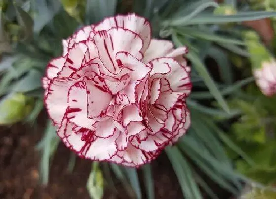 花语|有什么花的花语是宽容 花语代表宽容的花