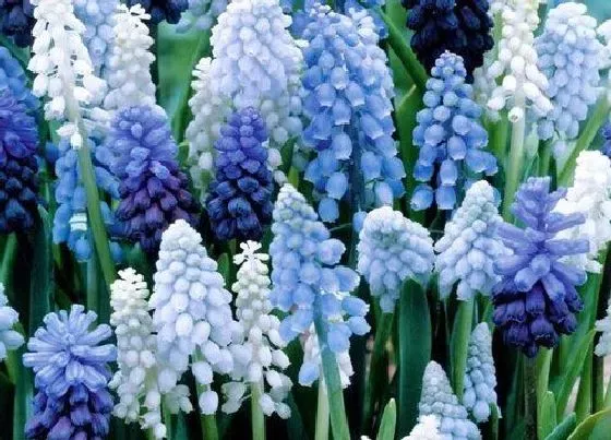 花语|蓝色风信子花语及代表意义