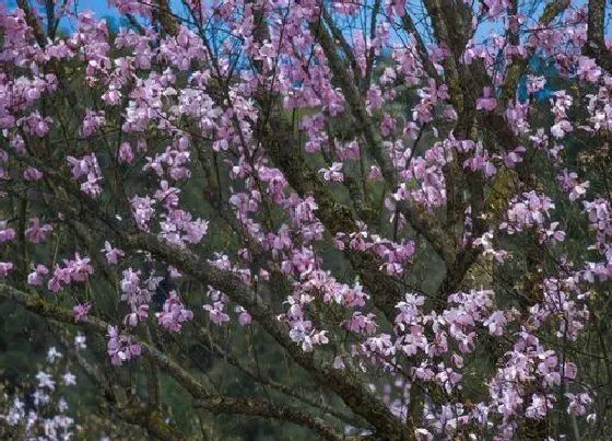 花期|辛夷花期时间 花期是什么时候