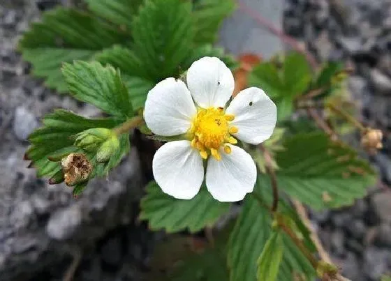 植物百科|草莓是雌雄同株吗