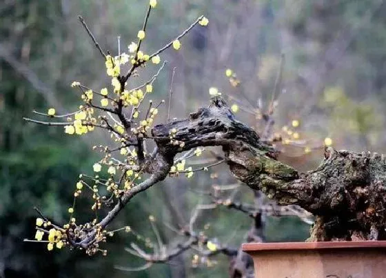 摆放常识|春节期间家里放什么花比较好（过年家里摆放什么花寓意好）