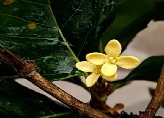 植物毒性|桂花的香味对人体有害吗