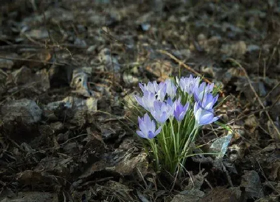 植物毒性|藏红花有毒吗 可以放在室内养吗