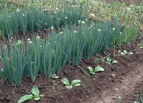 种植管理|大葱怎么栽种才能获得更高产 栽培方法和技术